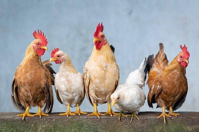 Vtip o slepici v solárku opalovačk: Nejlepší fóry o opalování!