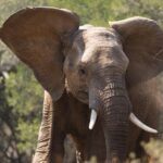 10 Nejlepších Krémů do Solária z Rossmannu: Náš Výběr pro Dokonalé Opálení