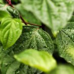 Samoopalovací kapky: Nová generace customizovaného opálení 23 Samoopalovací kapky: Nová generace customizovaného opálení