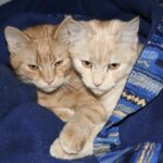 Může Solárko Pomoci při Ekzému? Překvapivé Zjištění 14 Může Solárko Pomoci při Ekzému? Překvapivé Zjištění