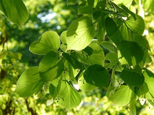 Proč je Nobilis Tilia samoopalovací pleťové mléko skvělou volbou pro českou aromaterapii?