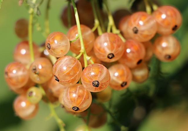 Přírodní antioxidanty: bojovníci proti UV záření