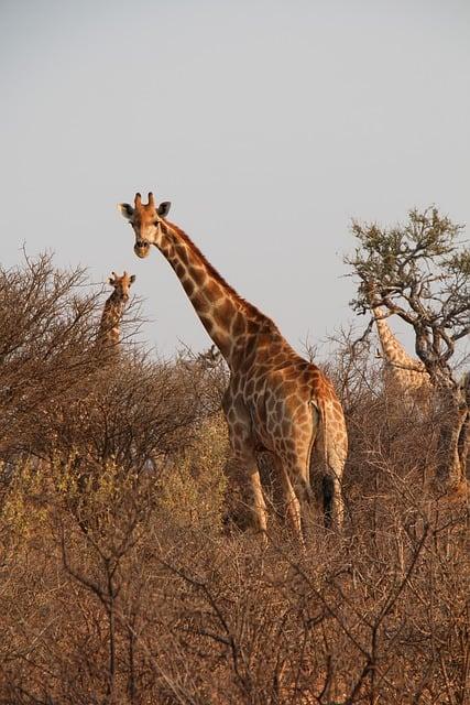 Jak vybrat správný opalovací krém pro safari do Afriky?