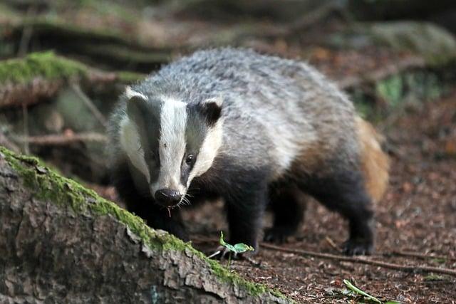 Jaké jsou výhody a nevýhody používání Badger Opalovacího Krému?