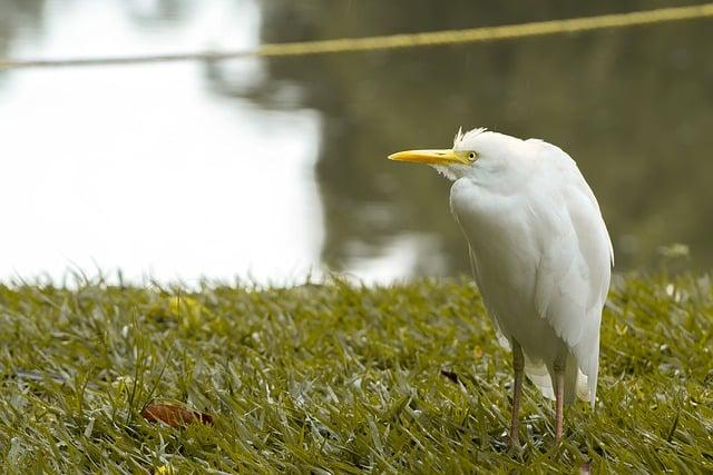 Environmentální a estetické faktory při výběru mezi vertikálním a horizontálním solárkem