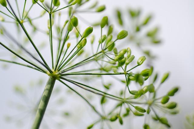 Proč⁣ je Helios Herb samoopalovací‍ sprej ideální volbou pro každodenní použití?