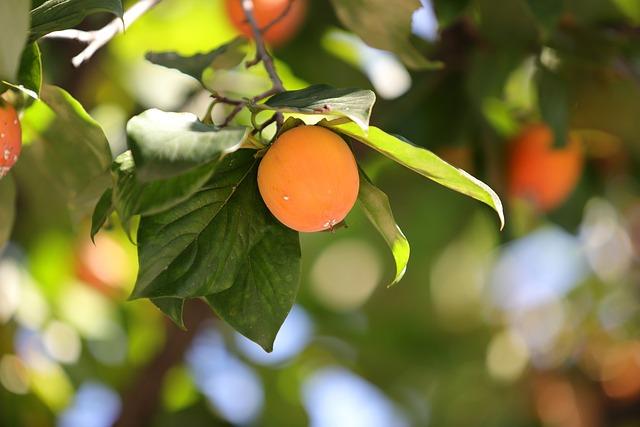 - Výsledky studií: Melatonin jako antioxidant proti škodlivým UV paprskům